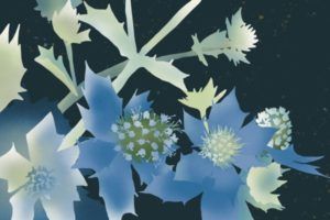 Kolorowy kwiat – mikołajek pomorski utrzymany w niebieskiej tonacji kolorystycznej, na granatowym tle